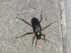 Strongylium erythrocephalum