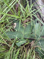 Ledebouria ovatifolia ovatifolia
