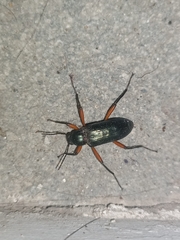 Strongylium erythrocephalum