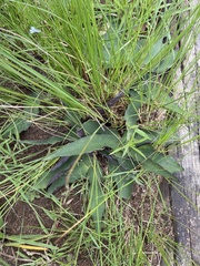 Ledebouria ovatifolia ovatifolia