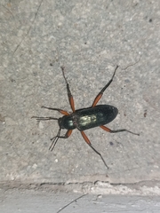 Strongylium erythrocephalum