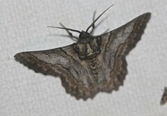 Hypobapta tachyhalotaria