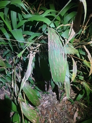 Setaria palmifolia