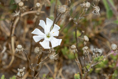Silene undulata