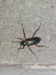 Strongylium erythrocephalum