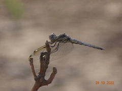 Palpopleura deceptor