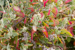 Exomis microphylla