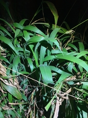 Setaria palmifolia