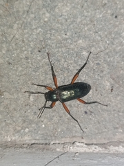 Strongylium erythrocephalum