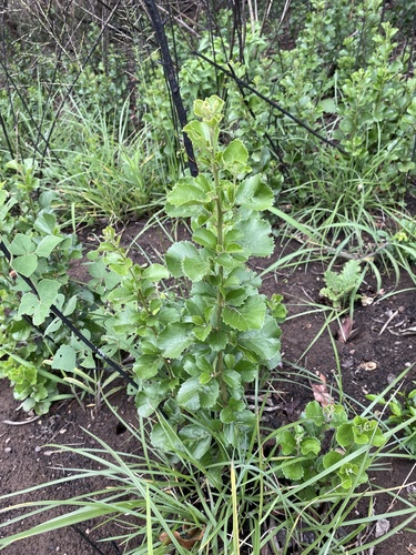Dwarf False-Assegai (Maesa alnifolia)