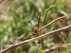 Crocothemis
