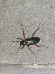 Strongylium erythrocephalum