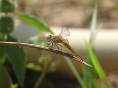 Crocothemis