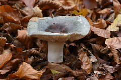Russula