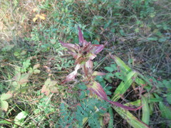 Gentiana macrophylla