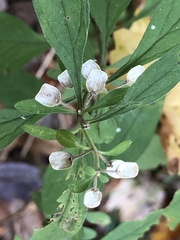 Scutellaria integrifolia