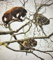 Alouatta ululata