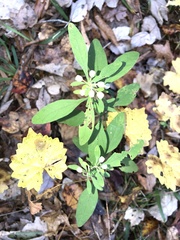 Scutellaria integrifolia
