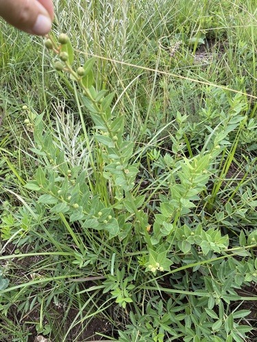 Clutia cordata (Clutia cordata)