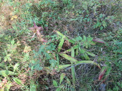 Gentiana macrophylla