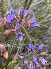 Gompholobium confertum