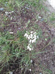 Tripleurospermum inodorum