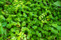 Callisia repens