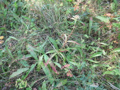 Gentiana macrophylla