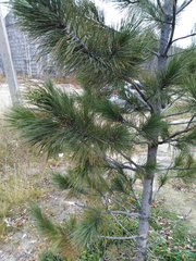 Pinus sibirica