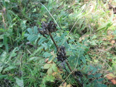 Gentiana macrophylla