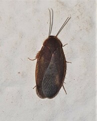 Tiviinae