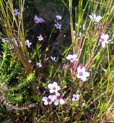 Adenandra marginata marginata