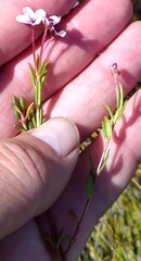 Adenandra marginata marginata