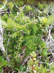 Asparagus aethiopicus