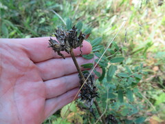 Gentiana macrophylla