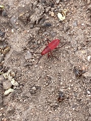 Probergrothius