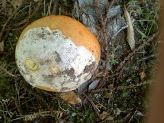 Amanita caesarea