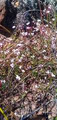 Adenandra marginata marginata