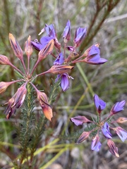 Gompholobium confertum