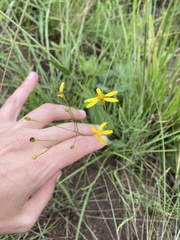 Senecio bupleuroides