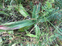 Gentiana macrophylla