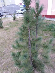 Pinus sibirica
