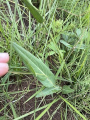 Senecio bupleuroides