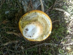 Amanita caesarea