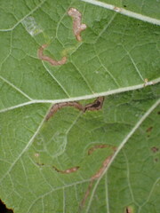 Calycomyza malvae