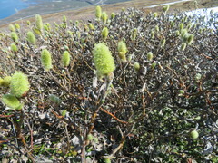 Salix lanata