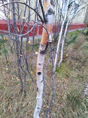 Betula pubescens