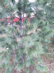 Pinus sibirica