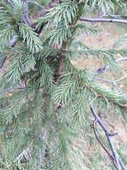 Picea obovata