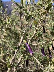 Dunalia spinosa
